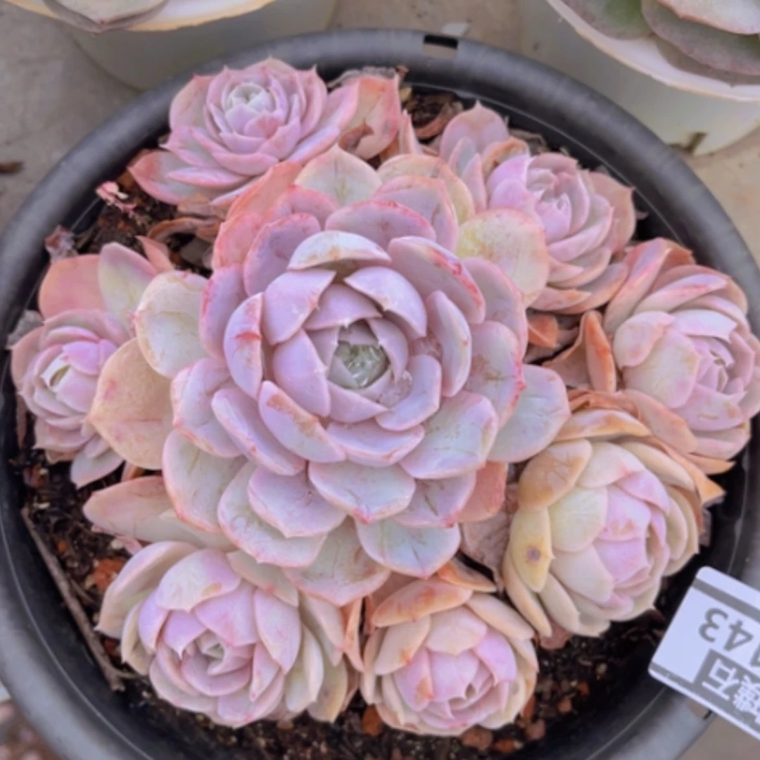 【闪购商品】大*蓝色惊喜03143