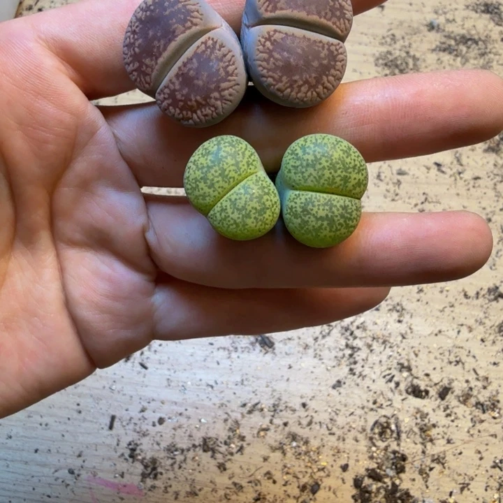 多肉植物的生长发育60