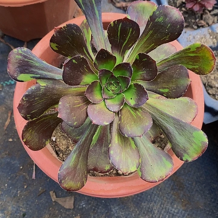 多肉植物保护研究所