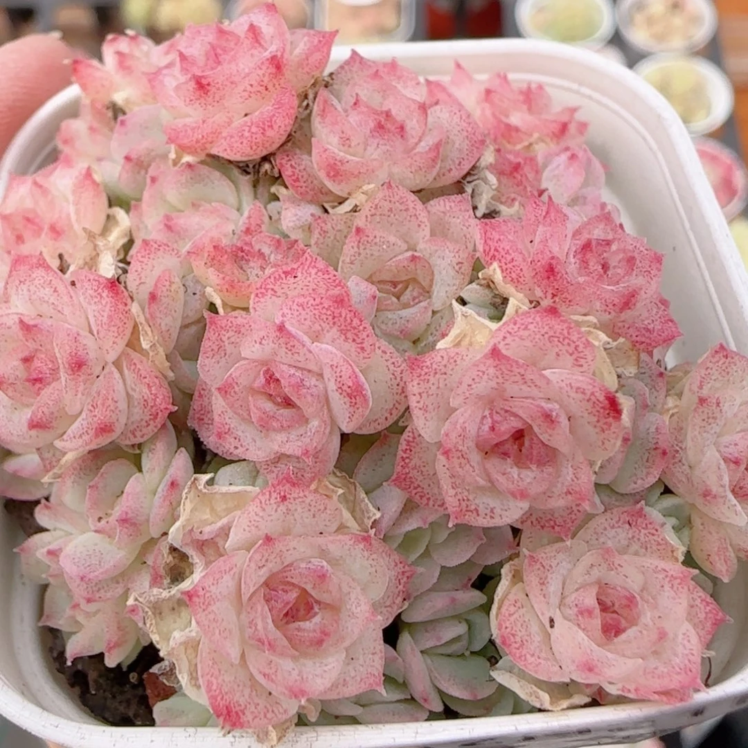 花语多肉1221-238散