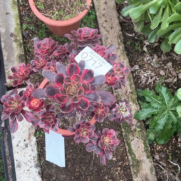 0717丽娜多肉植物