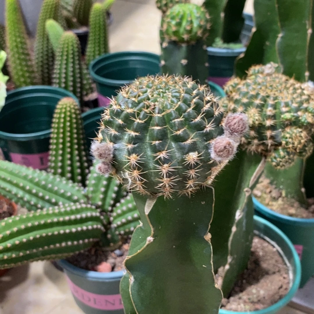 新品丽花L43母本带花苞一物一拍1