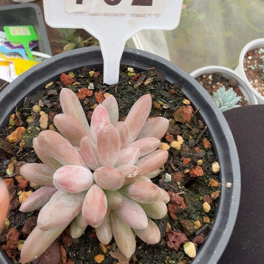 原始虞美人多肉植物702