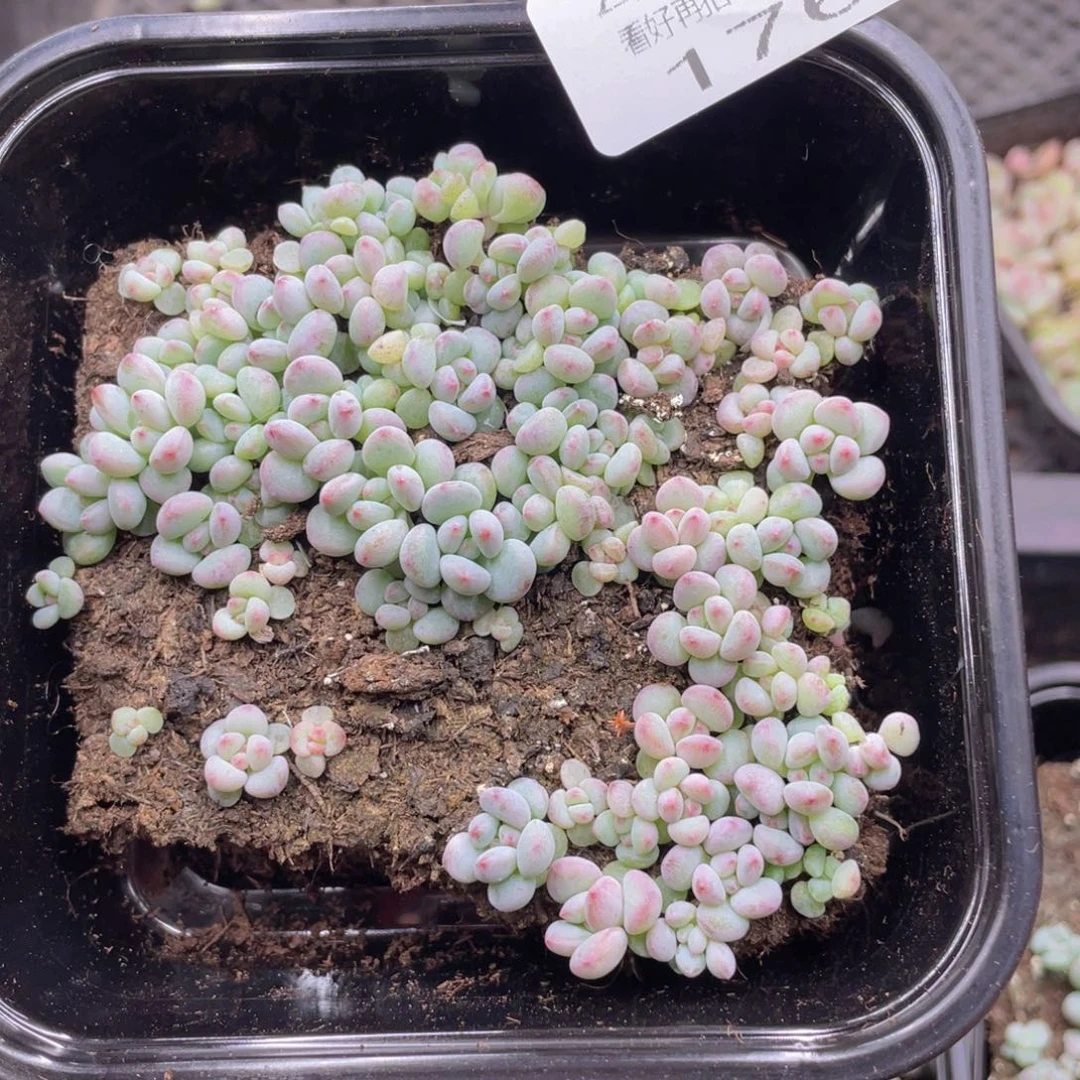 云糖心多肉植物176