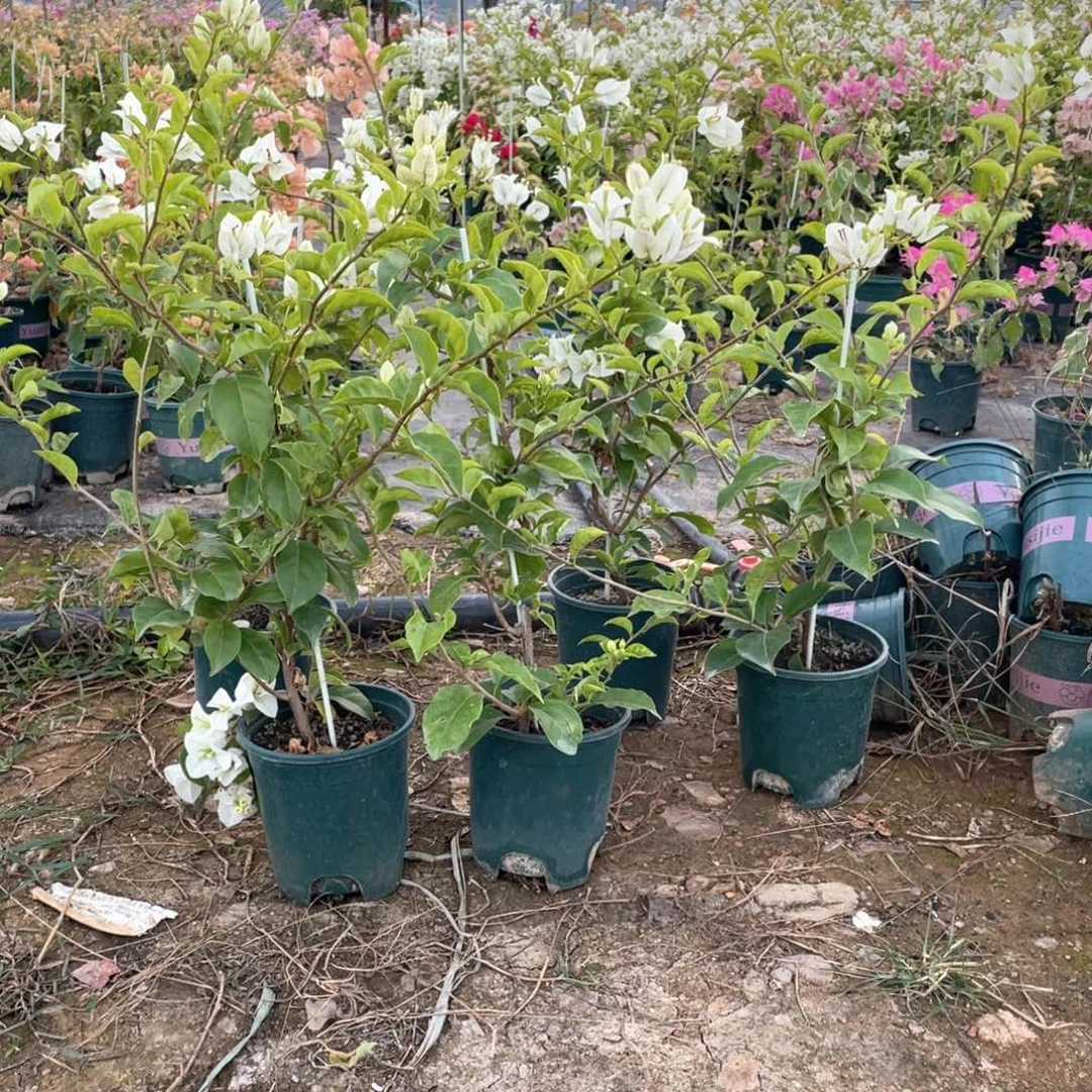 大量花朵（建议范围：8朵-15朵 或40%以上）白雪公主一盆