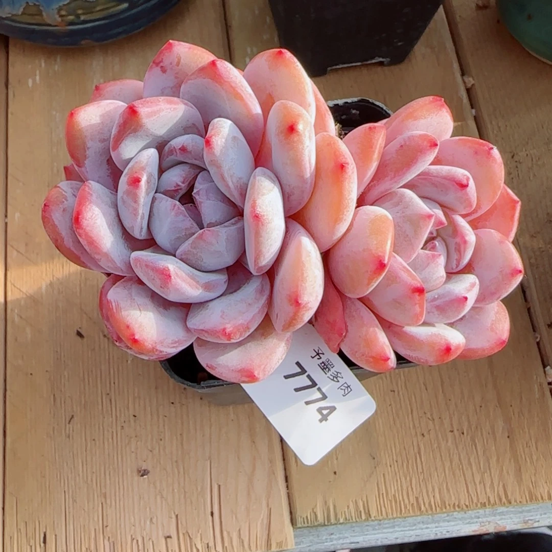 星影，77774多肉植物