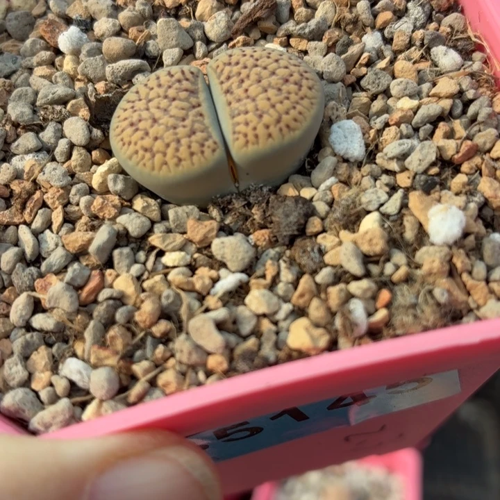 5145c159血点朝贡玉尺寸2.3cm