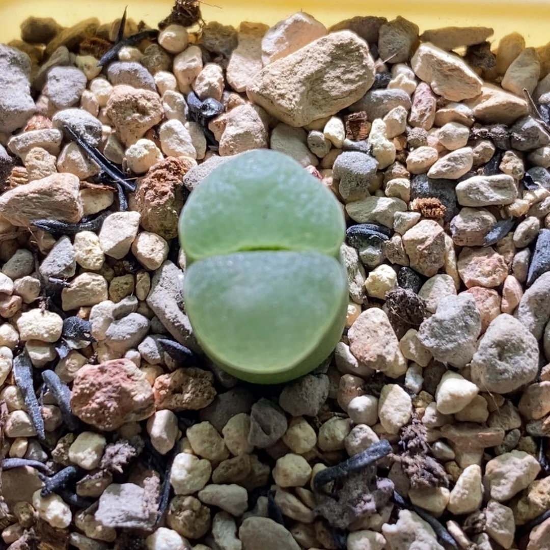 好看好看好看极窗
