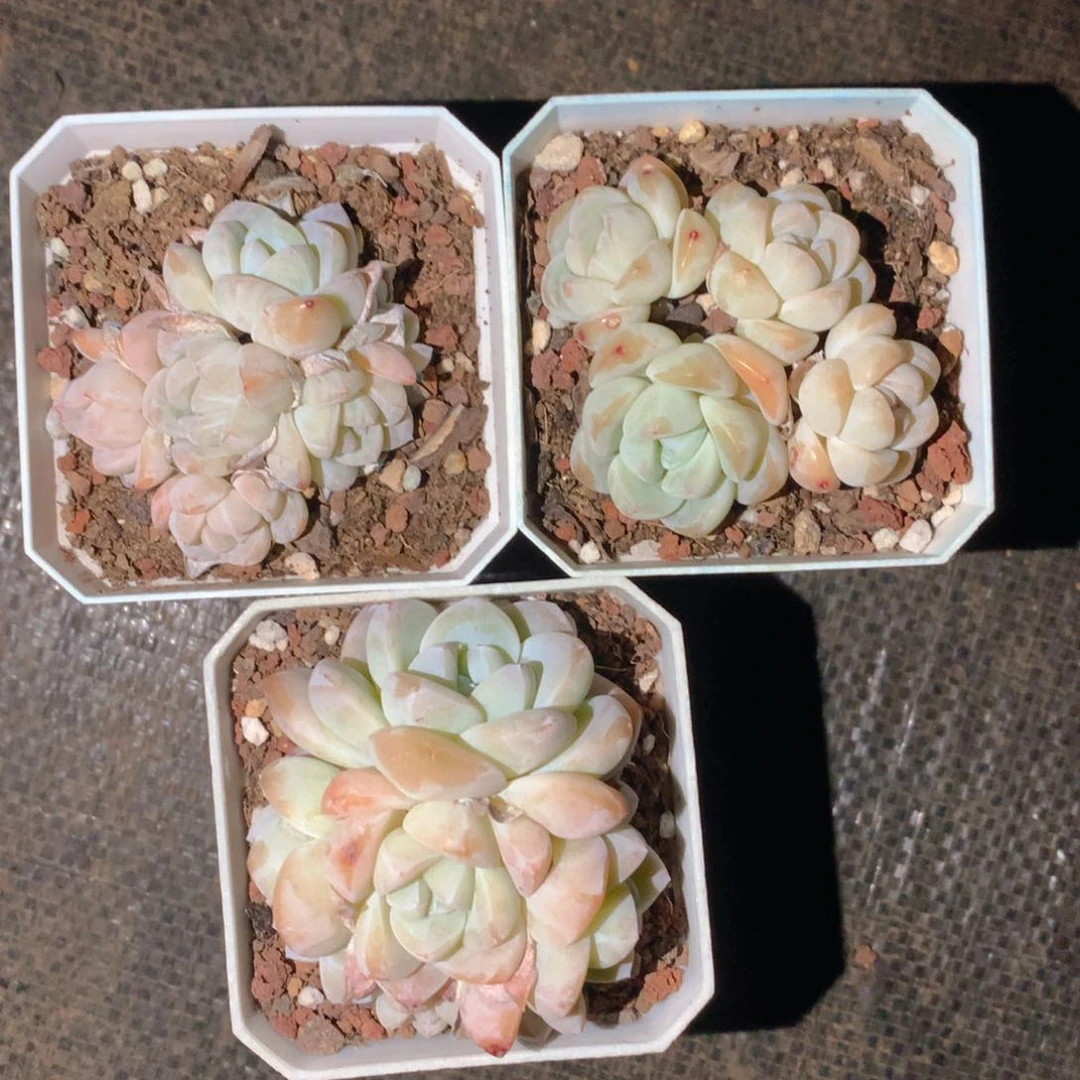 精品冰玉群一物一拍