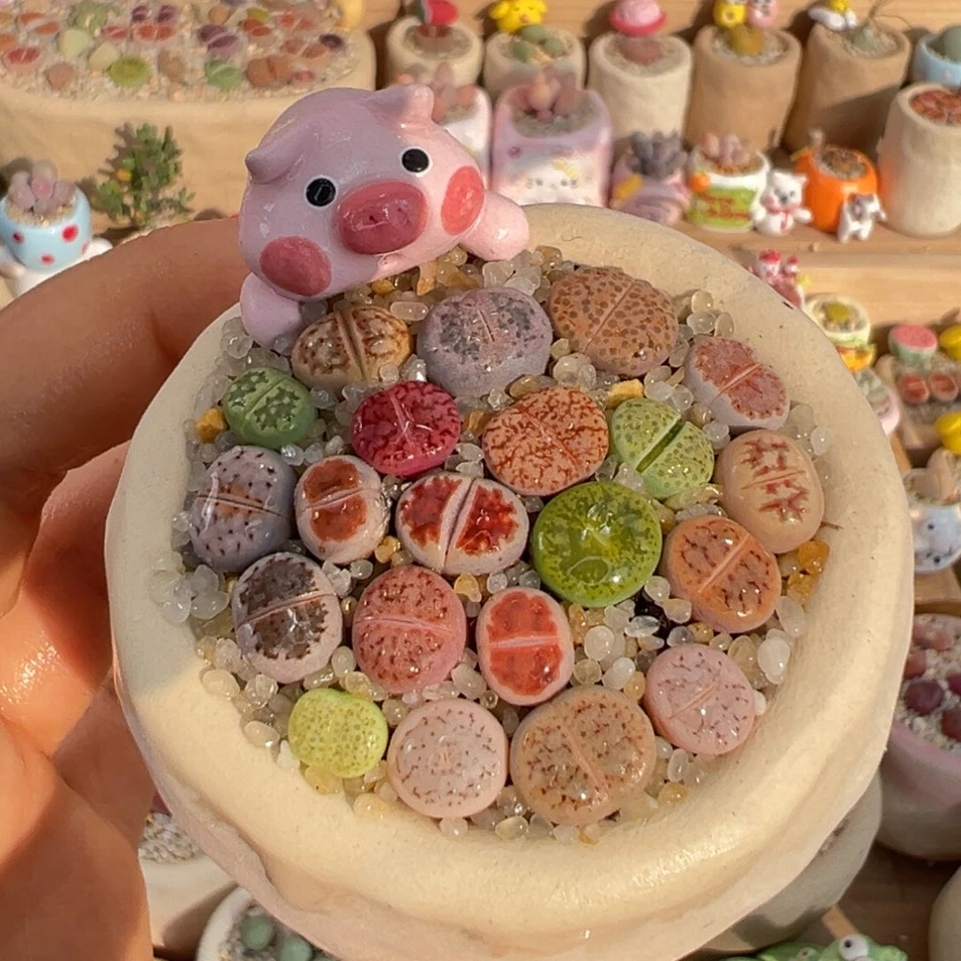 多肉植物24号彩色