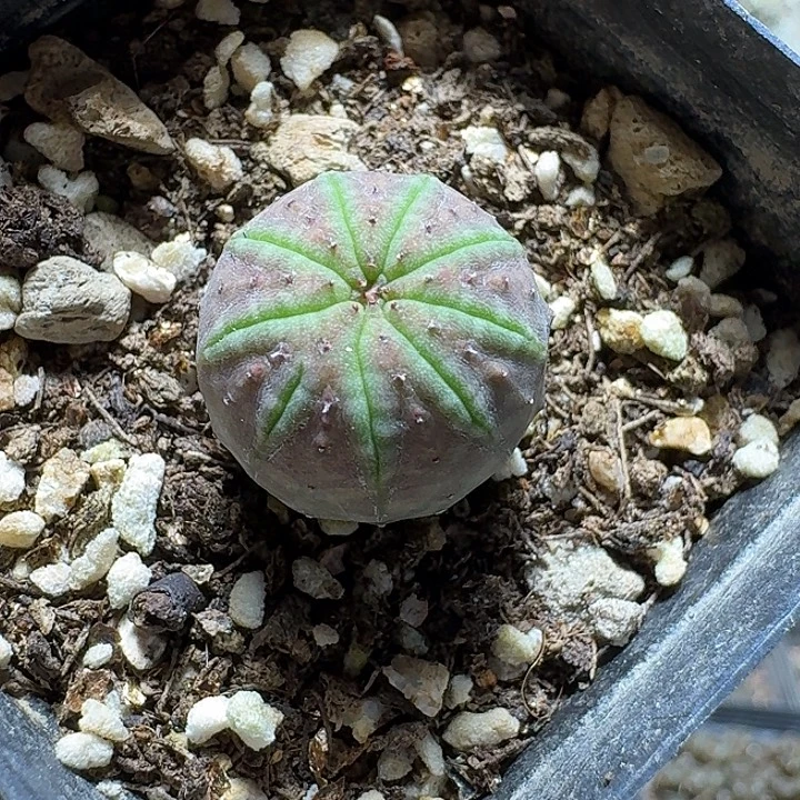 855欧版布纹球带盆发货