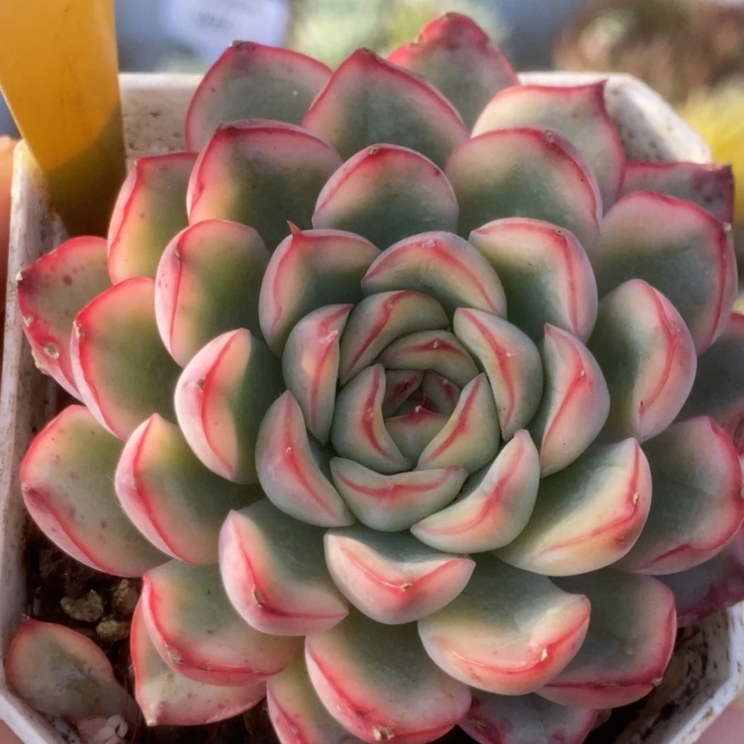 208荷花锦锦锦锦锦锦