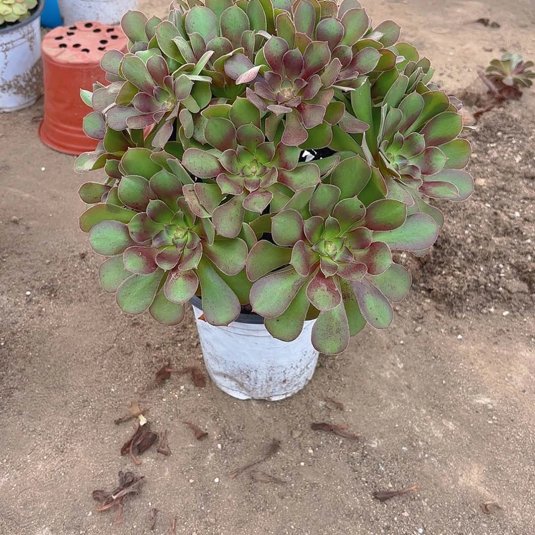 韶秀七彩多肉植物老庄量