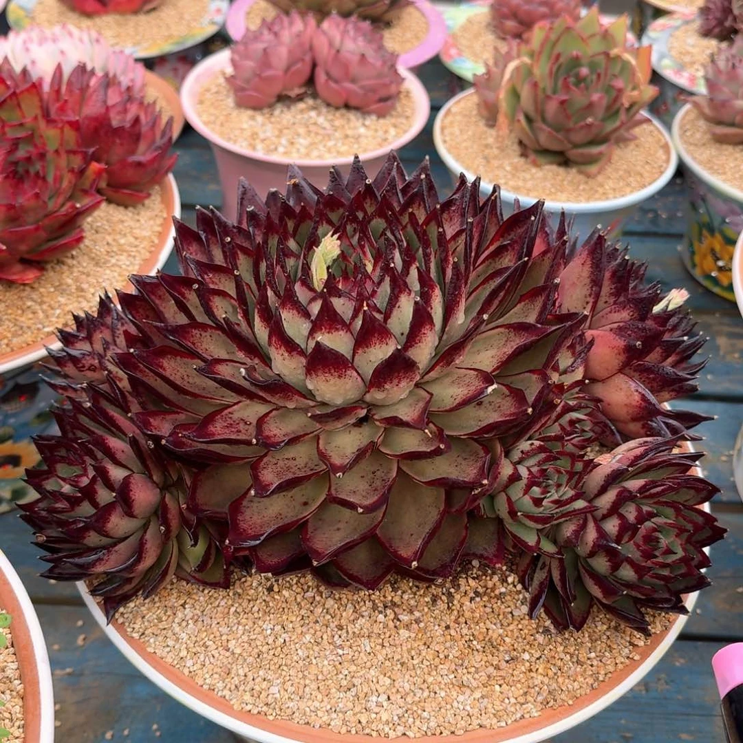 从前慢多肉精选编号0216.原始伊莲娜