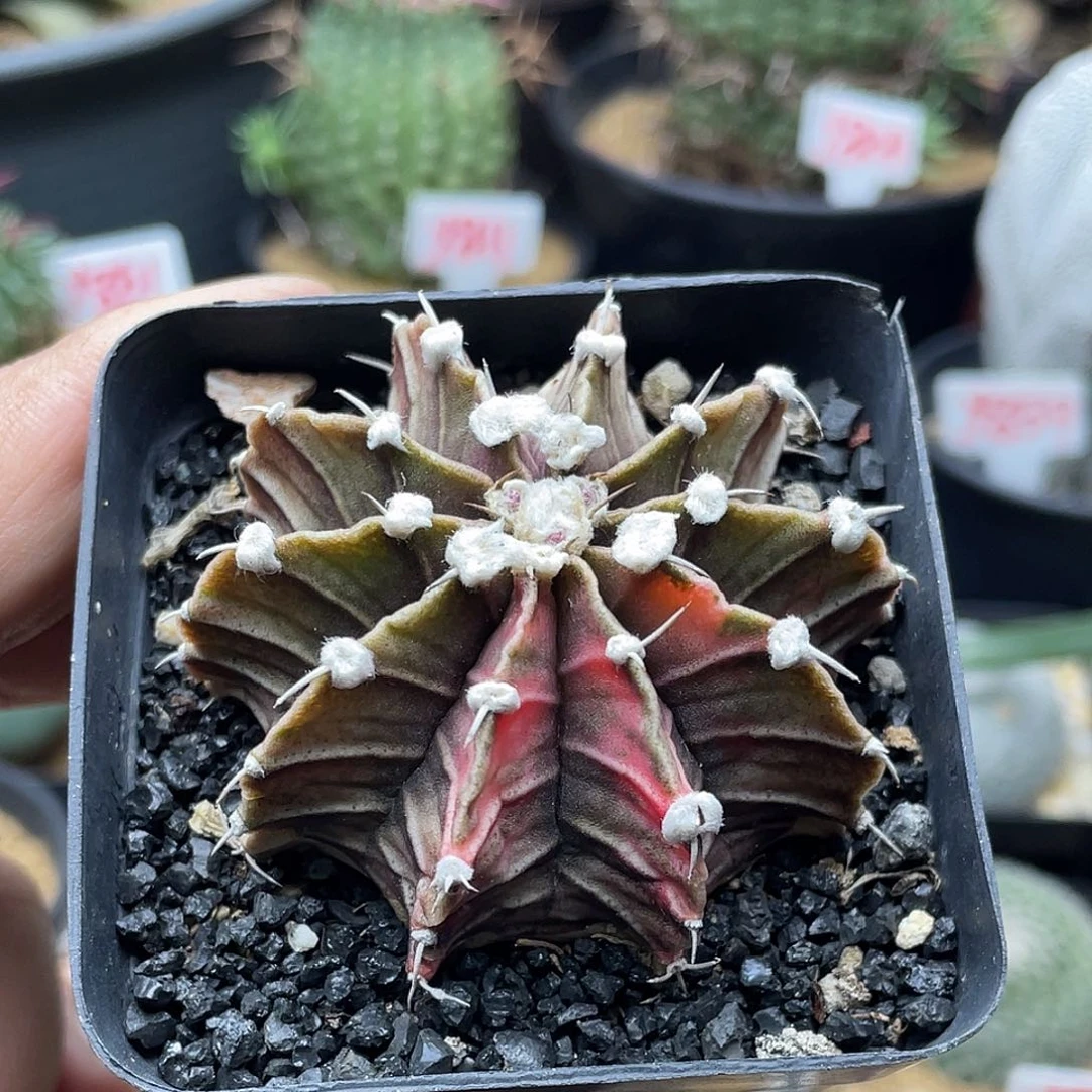 实生肋骨牡丹锦仙人球