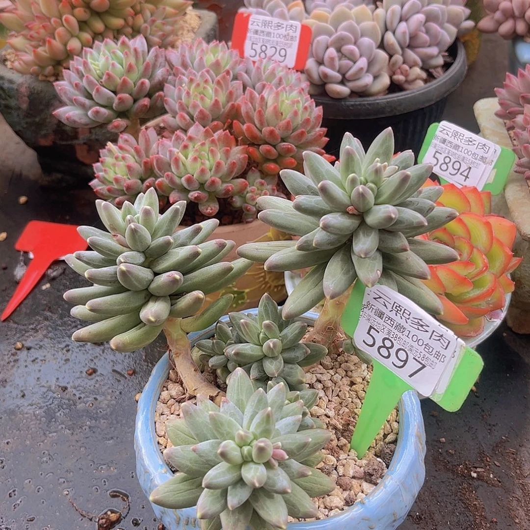 5897伊卡鲁斯多肉植物