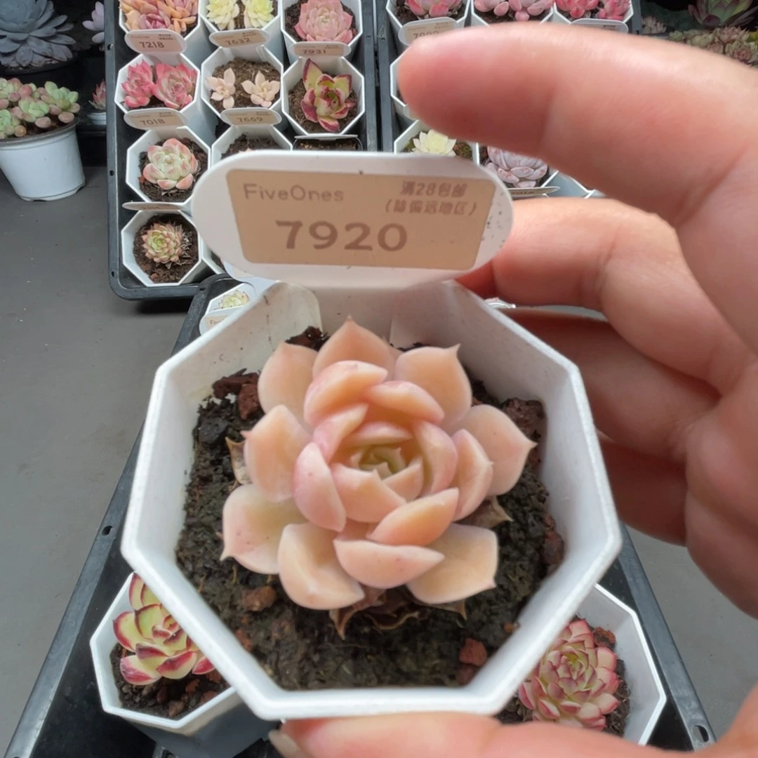 7920昂斯诺4.0厘米