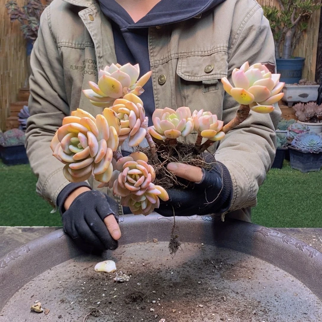 陌*175号白月光两颗