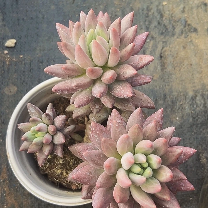 颗小杂交多肉植物