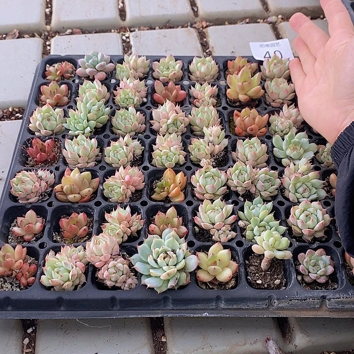 40 多肉植物盆栽花卉