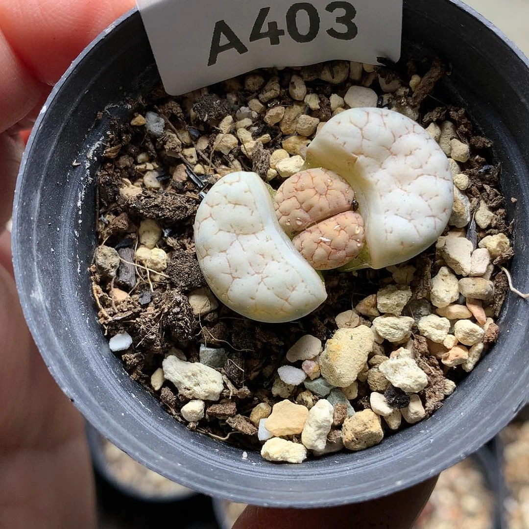 A403多肉植物保护