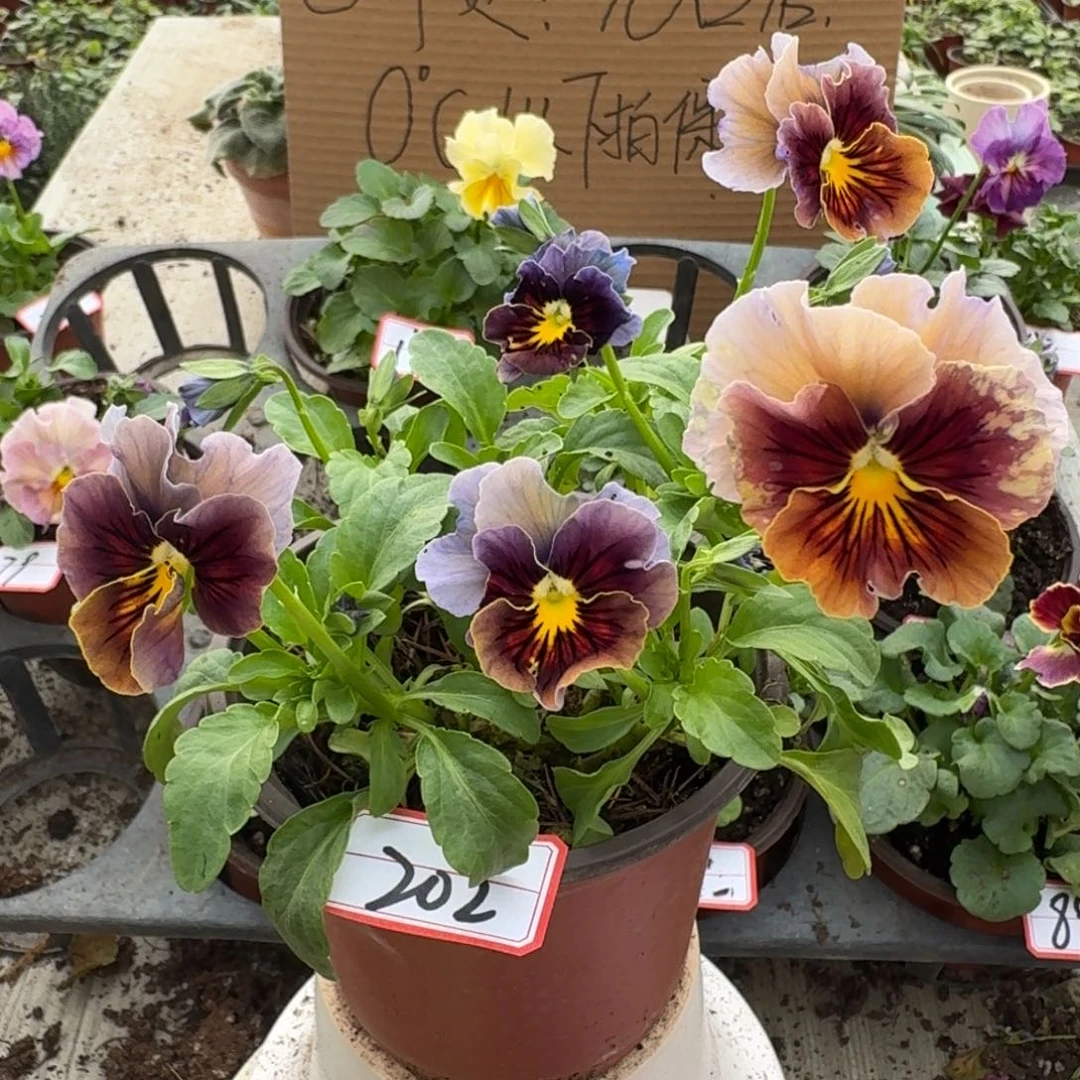 大部分花苞少量开放202