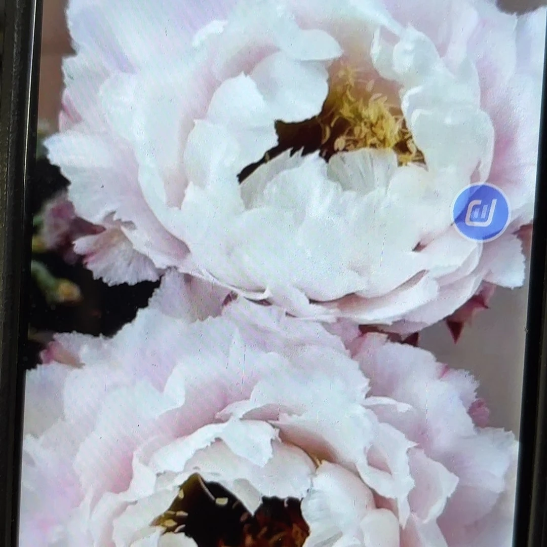 黑美人彩侧牙20包邮18