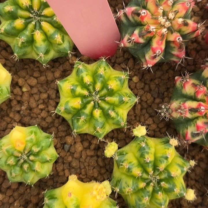 516-0811泰国发货