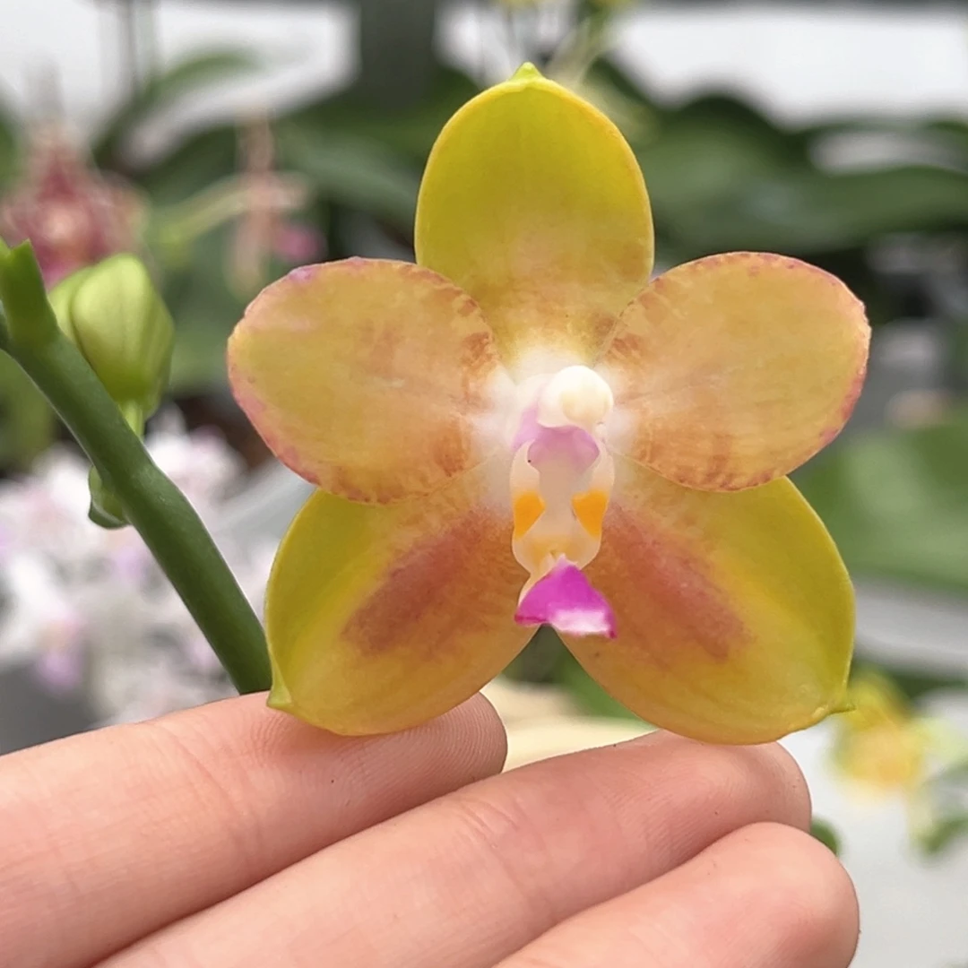 完全开放3寸彩虹熊开花株