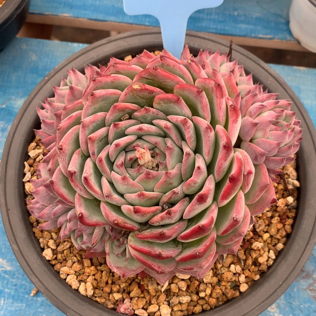 榴****s350207-05吉娃娃