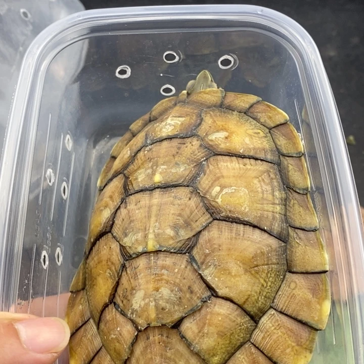 巴西彩龟母666666