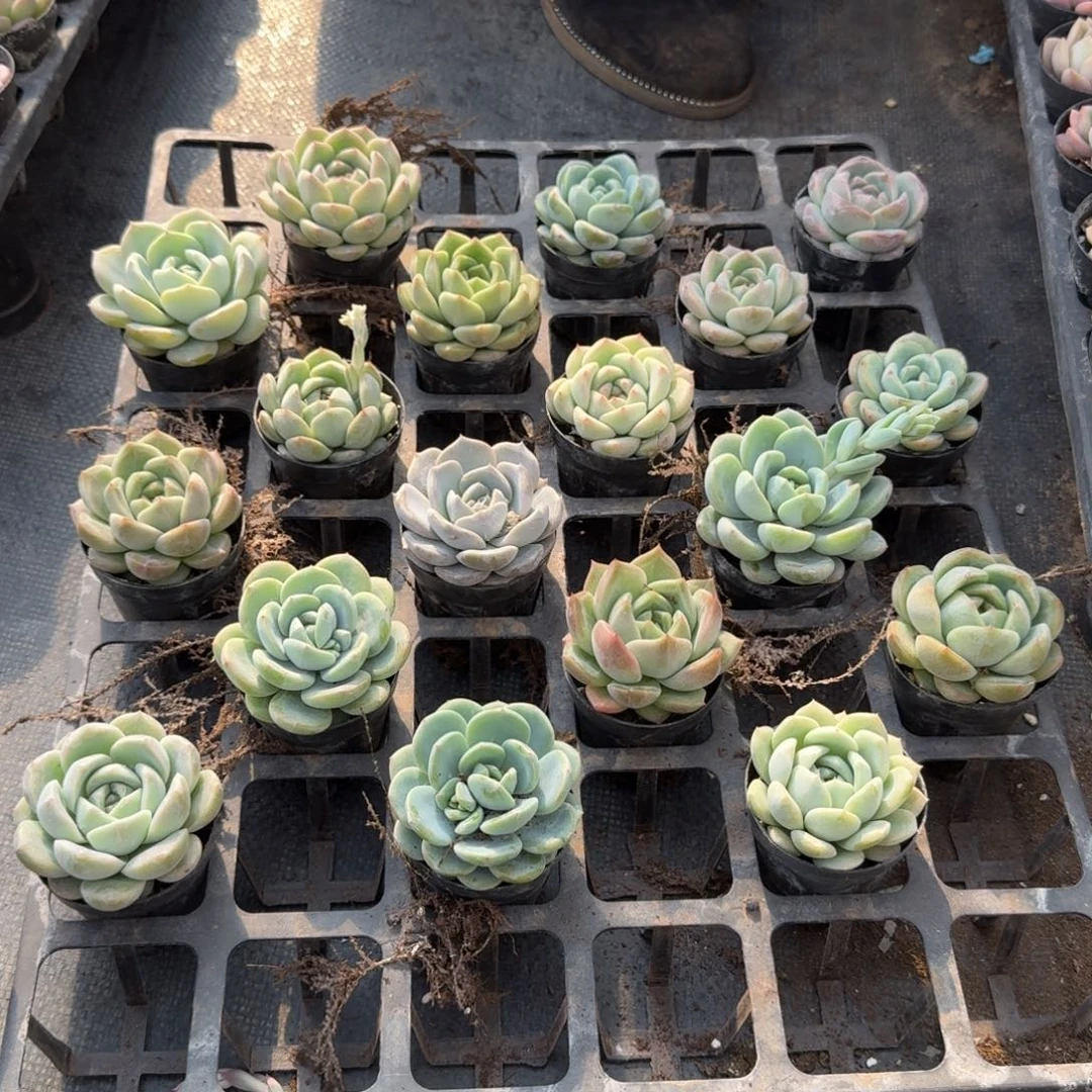 绿菜18克量拍15-191