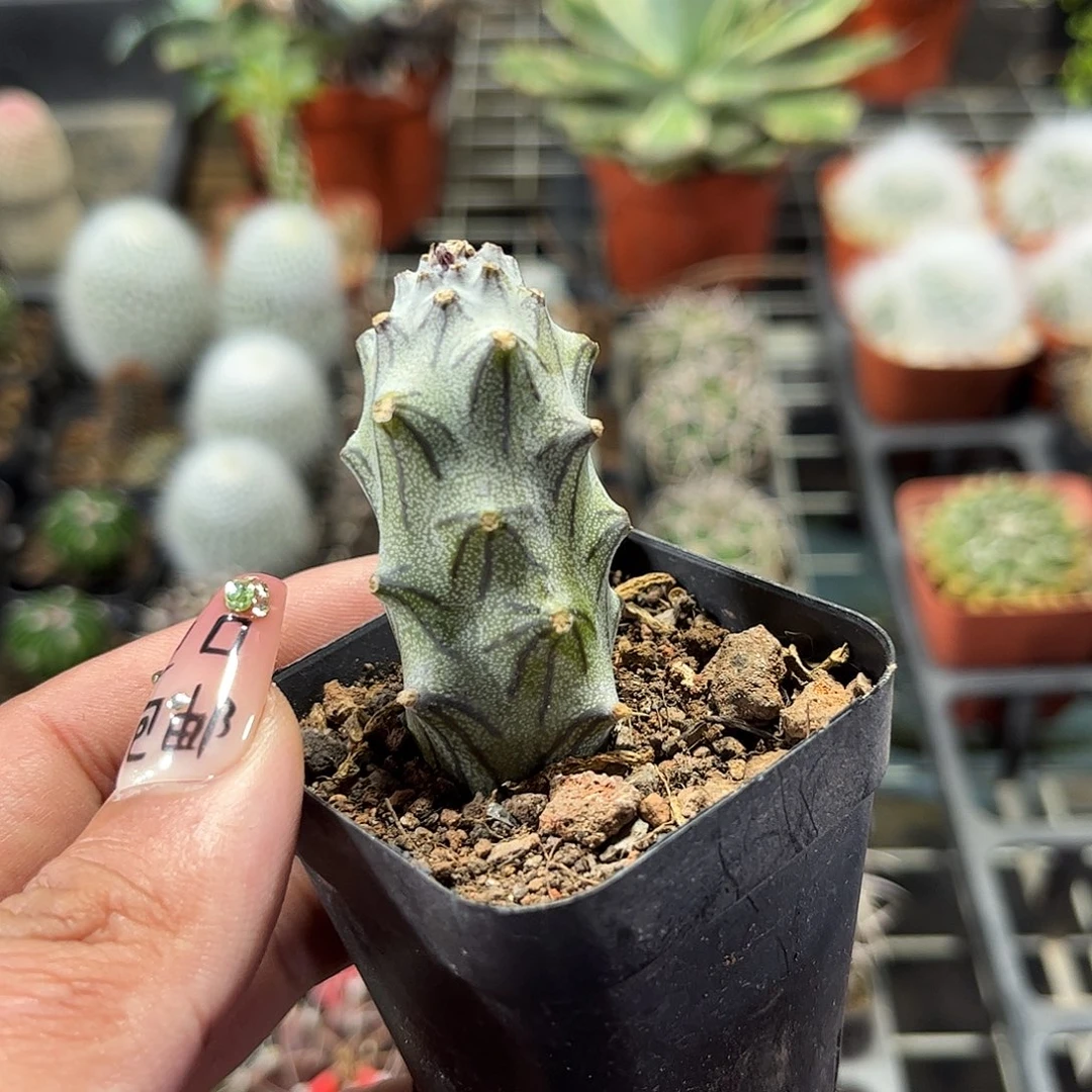 普西丽菊单头发货单头