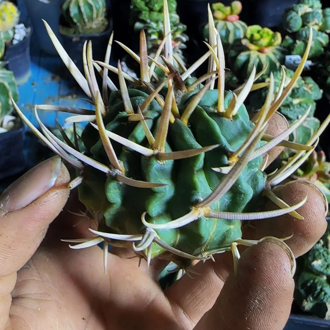 龙剑379刚出根的