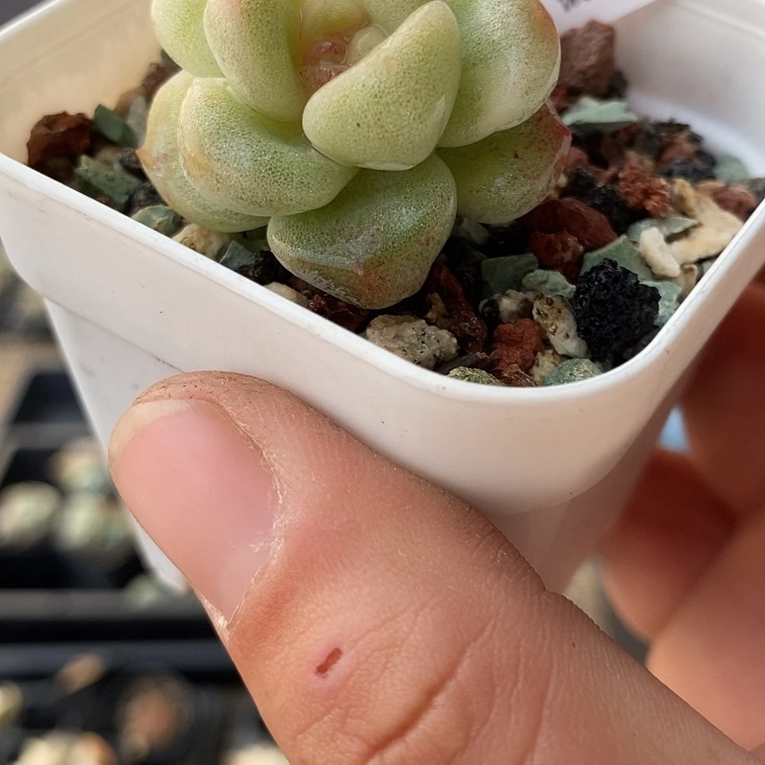 呼*1244冰玉石化锦多肉植物哇啦塞