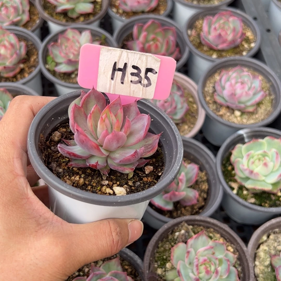 爱****菇H35惊鸿单头多肉