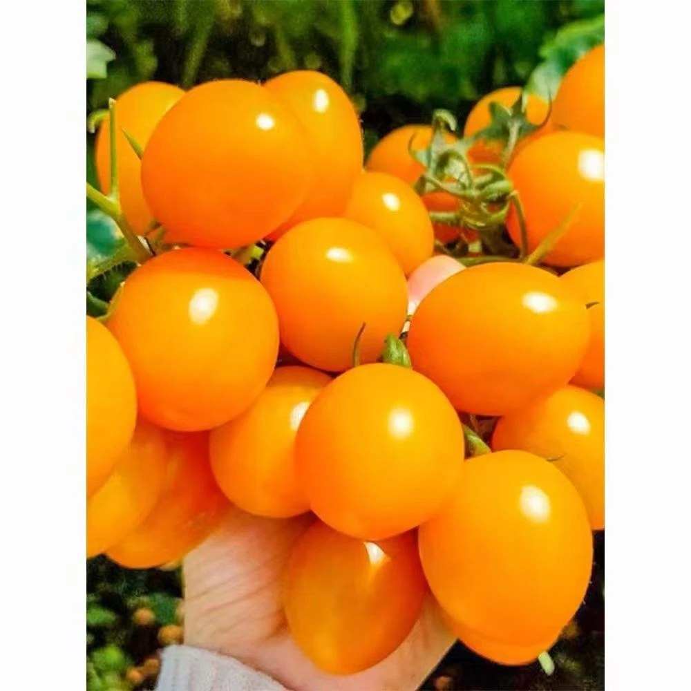 （顺丰包邮）黄色圣女果鲜黄樱桃番茄小柿子水果自然熟口感好可口