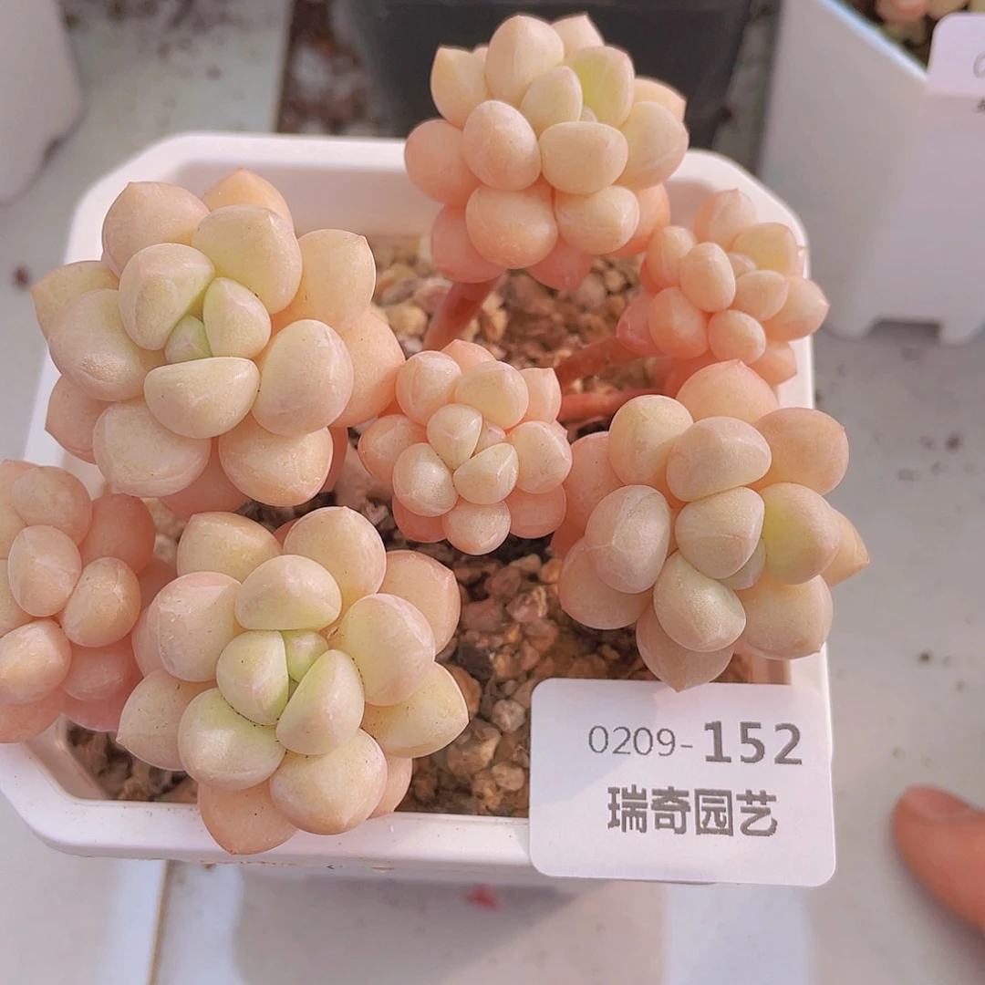 00000000000152量拍