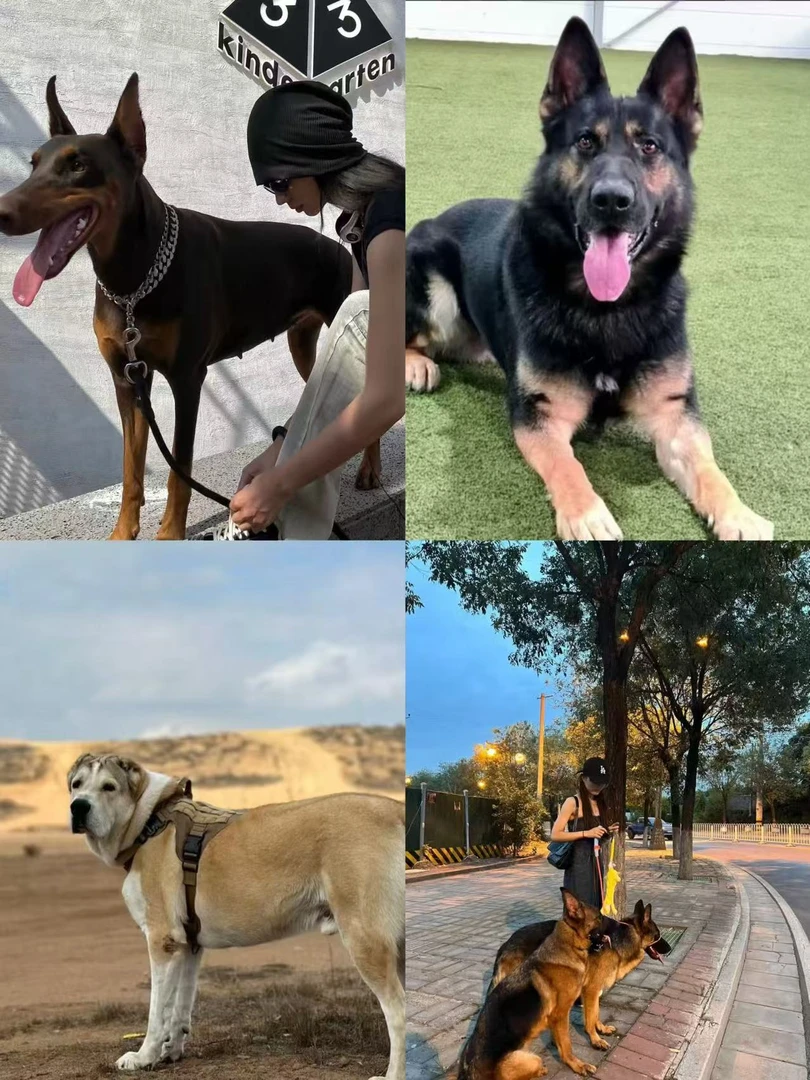 罗威纳幼犬中大型护卫看家宠物狗