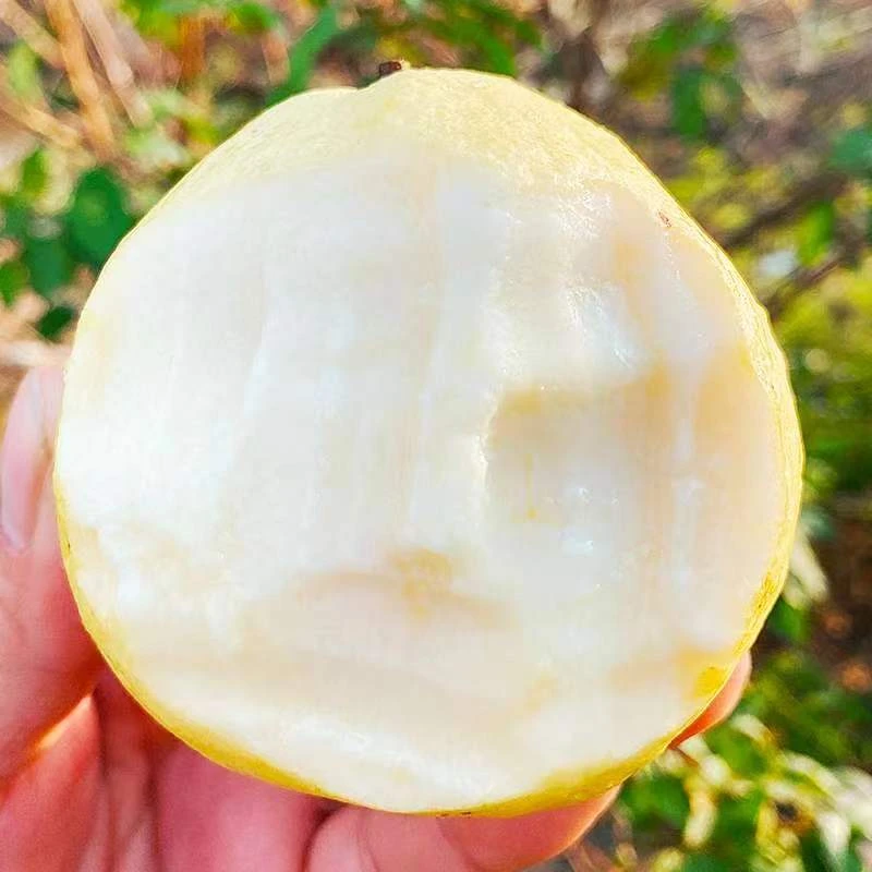 白心奶油软芭乐番石榴香蕉新鲜香甜软糯产地直供坏果包赔水果