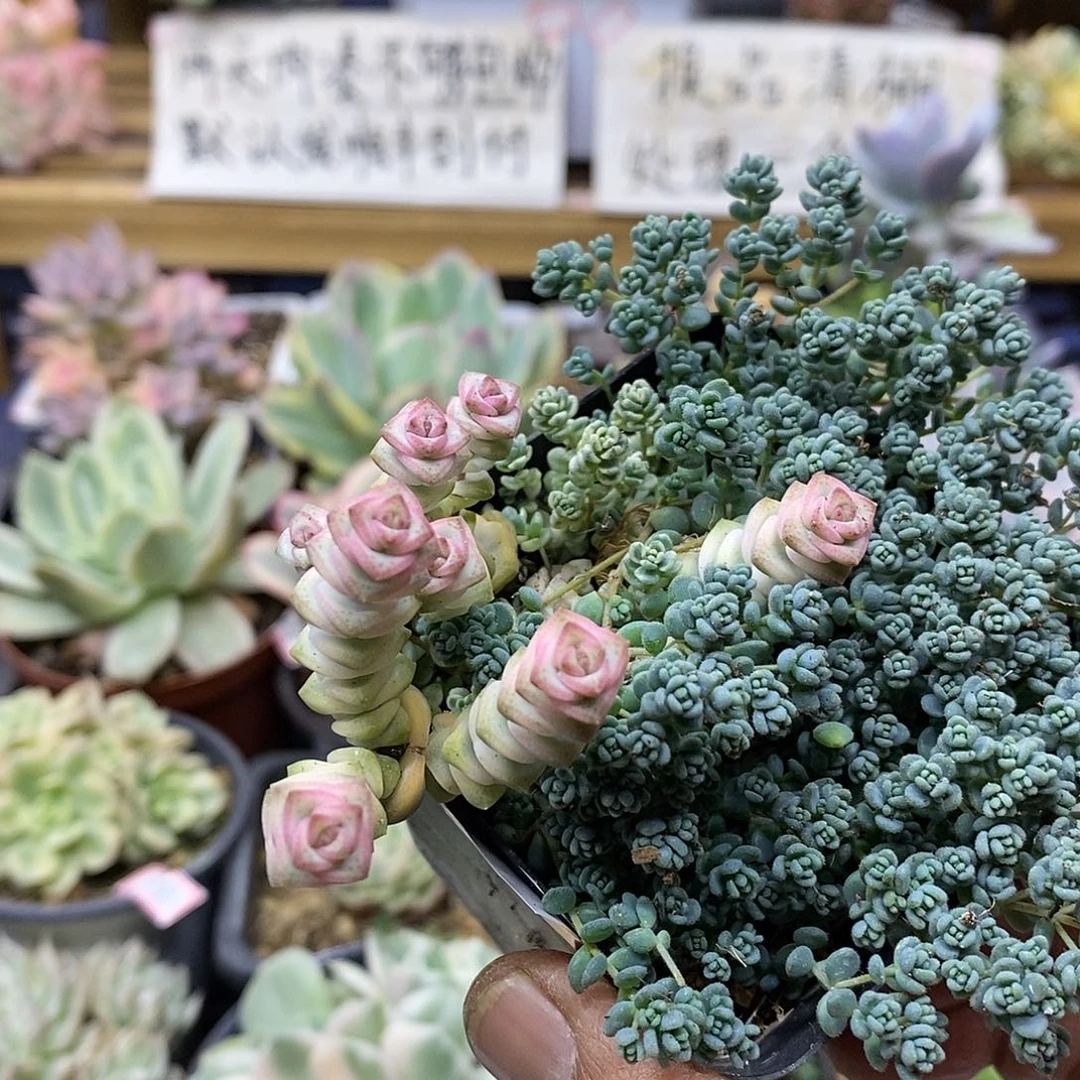 2767 钱串锦多肉