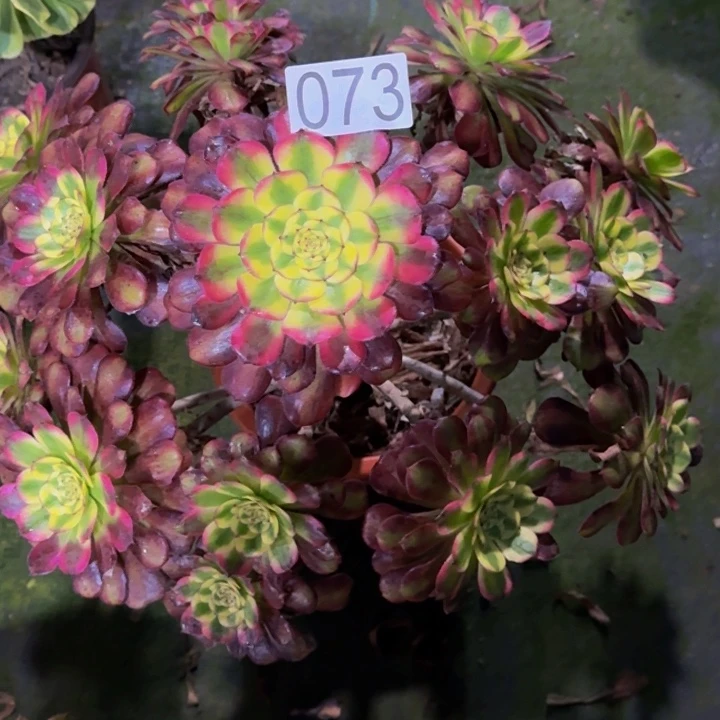 00000000000073维纳斯