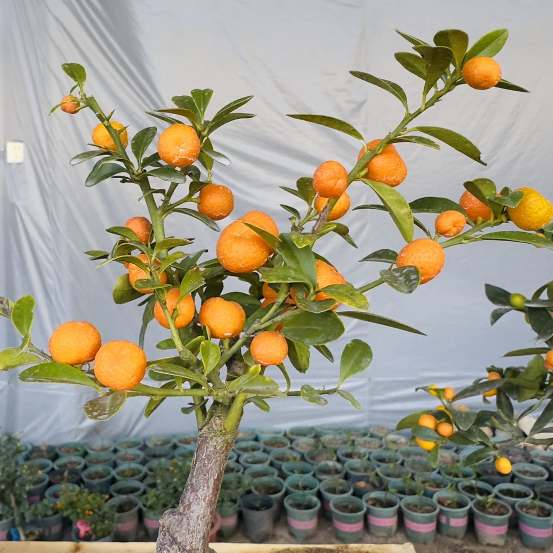 6一物一拍籽播苗人工培育观果柳叶同安凤巢福豆茶台耐寒耐热盆栽(