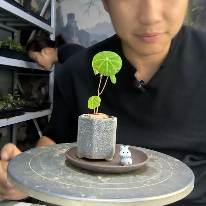 G**a中青园艺一物一拍190