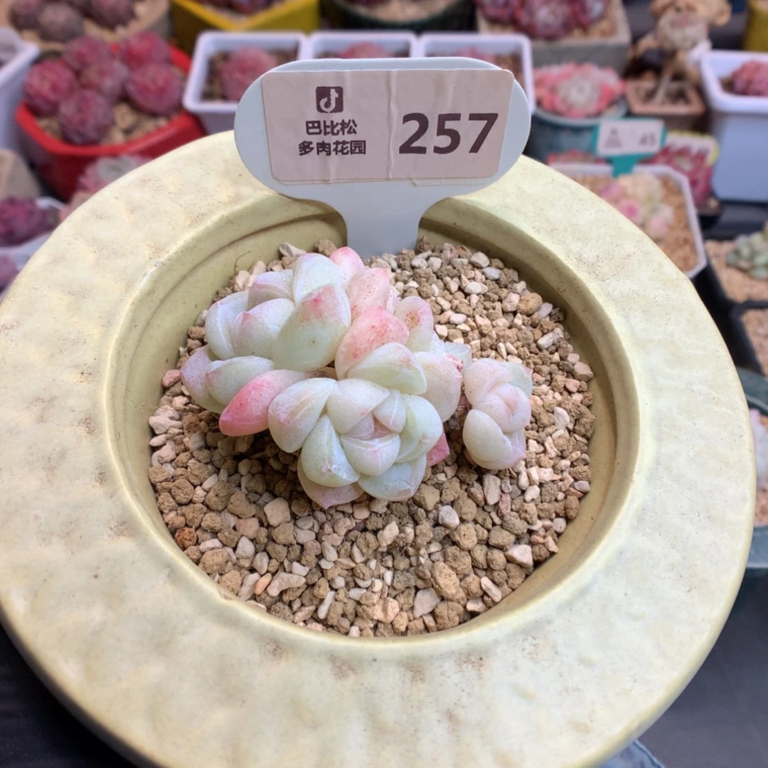 好**朵257 粉透冰玉多肉