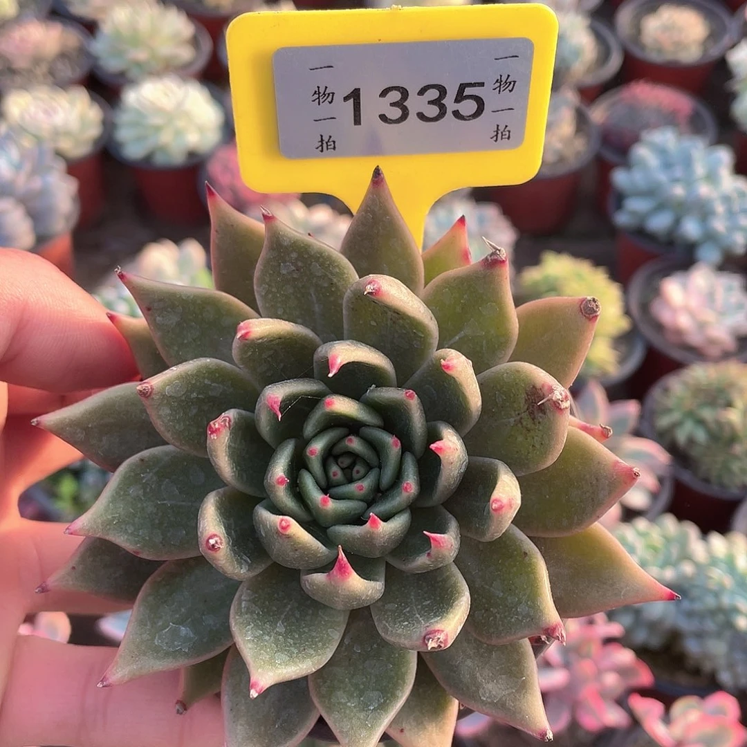 博***绳默默1335号第一名哦