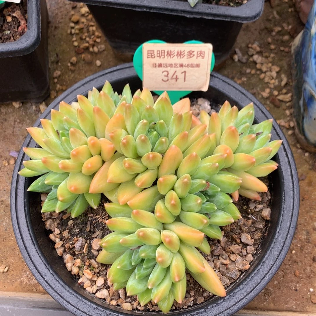 青花瓷老桩无砍平头341