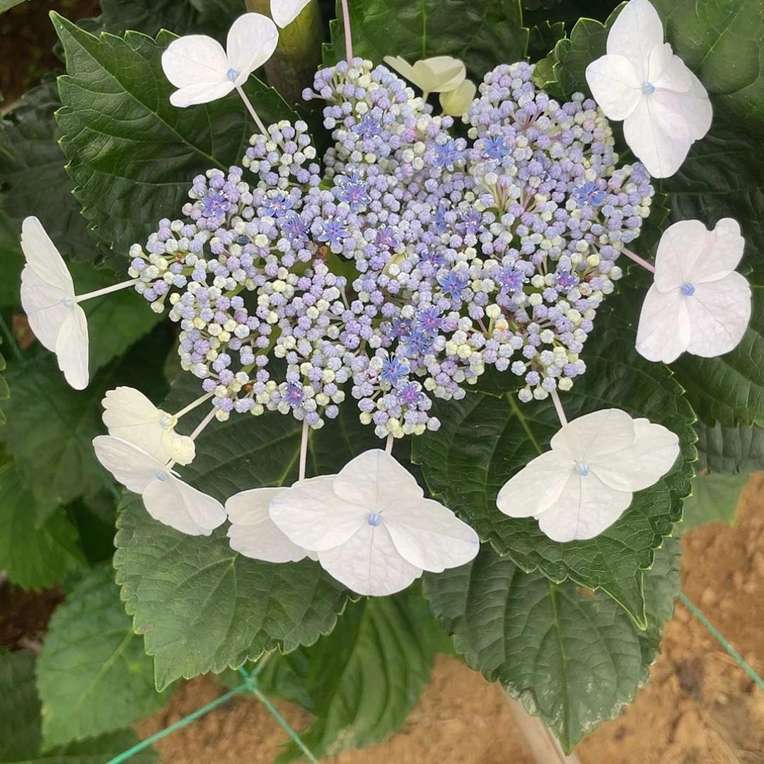 绣球切花一物一拍3枝起包邮，95