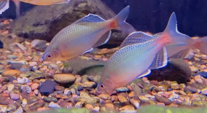 青鳞 青鳞鱊 冷水鱼 衢州青鳞 好养不加温