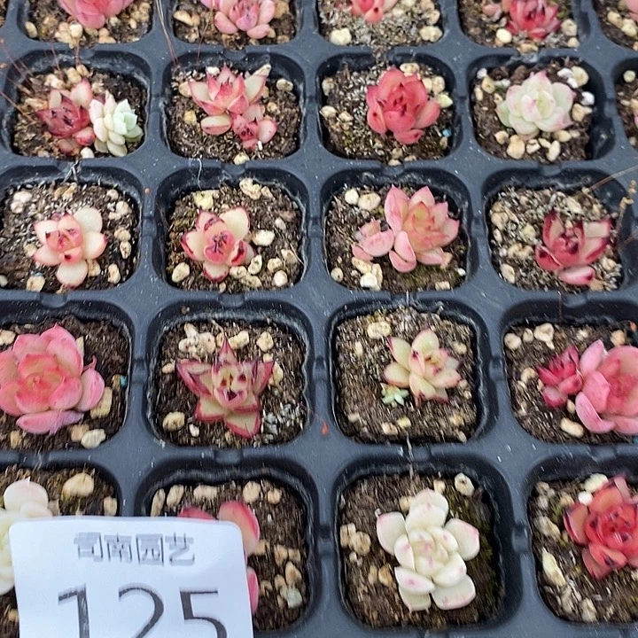 是***！125 多肉植物盆栽花卉